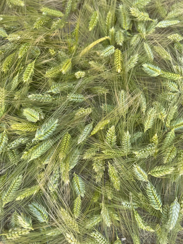 Palestinian Traditional Food: A Wheat Culture