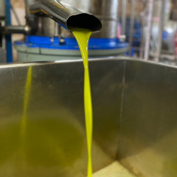 Olives And Oil From Adopted Tree