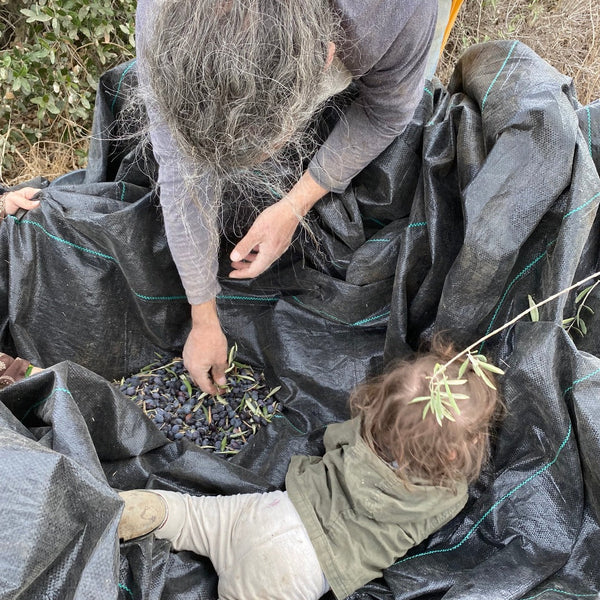 Olives And Oil From Adopted Tree Handmade Palestine EU